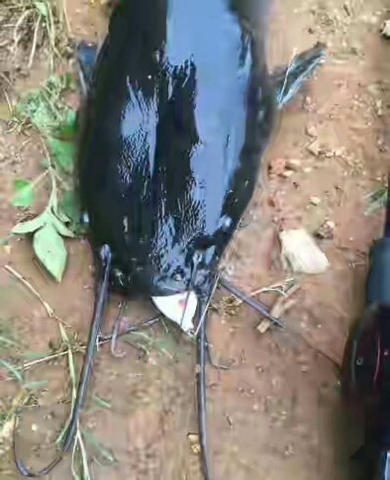 埃及鲶鱼