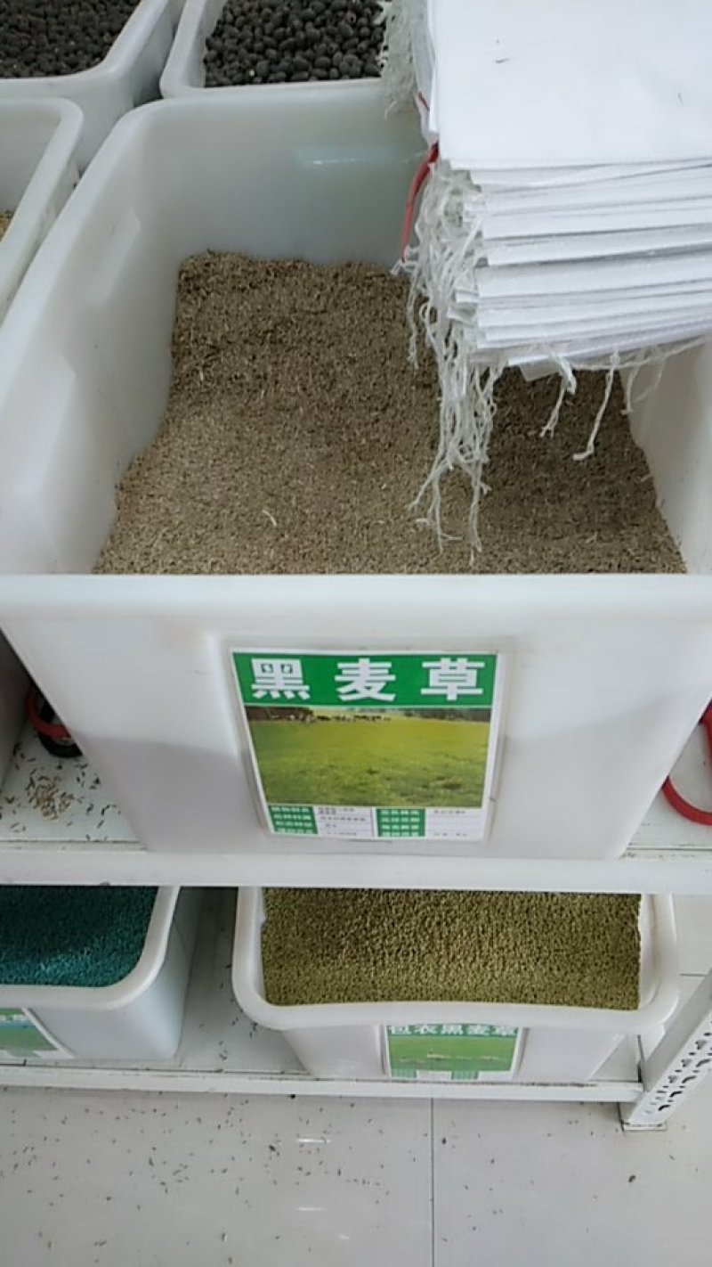 多年生黑麦草种子猪牛羊鸡鸭牧草新种高发芽率8斤/亩包邮