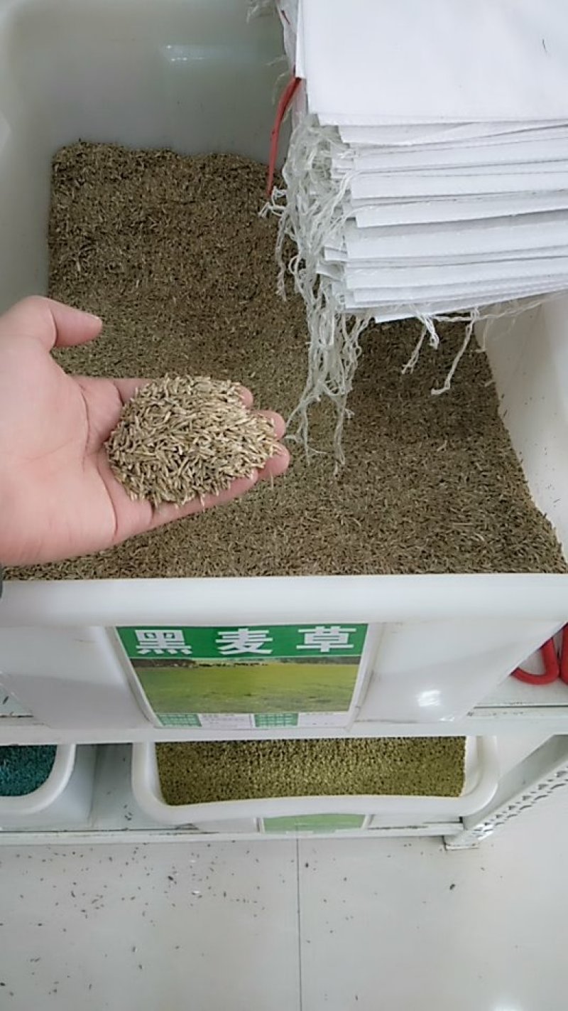 多年生黑麦草种子猪牛羊鸡鸭牧草新种高发芽率8斤/亩包邮