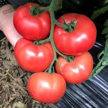 乾德M725西红柿种子硬粉大果越夏番茄
