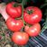 乾德M725西红柿种子硬粉大果越夏番茄