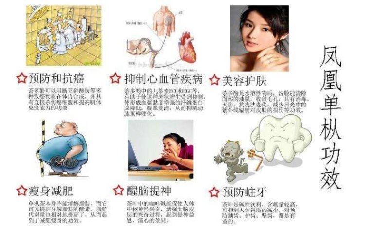 凤凰单丛茶
