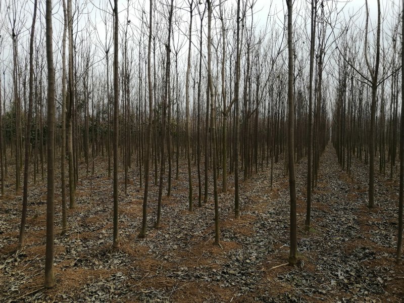 楸树安徽太和县千亩楸树基地