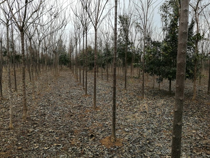 楸树安徽太和县千亩楸树基地