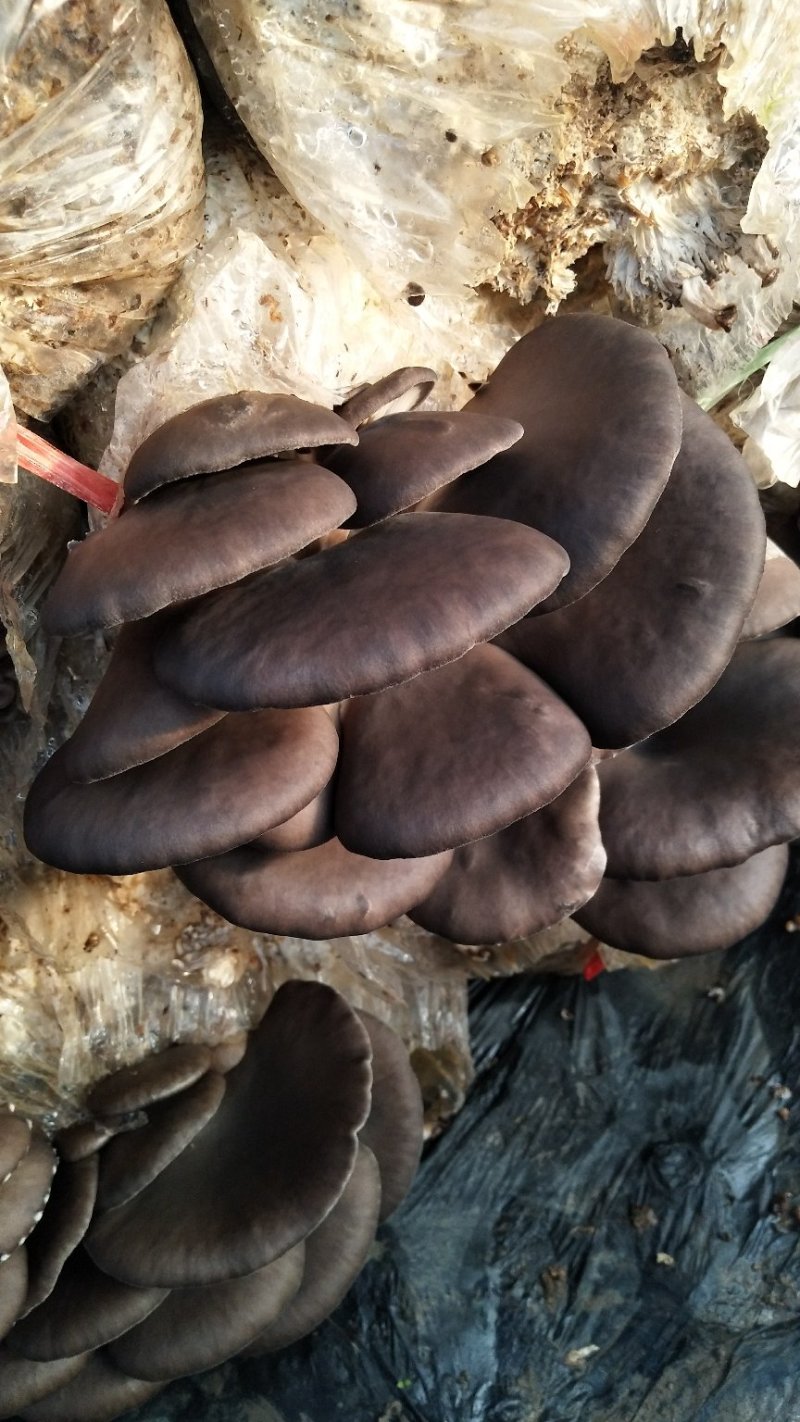 价格美丽，货源充足