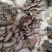 价格美丽，货源充足
