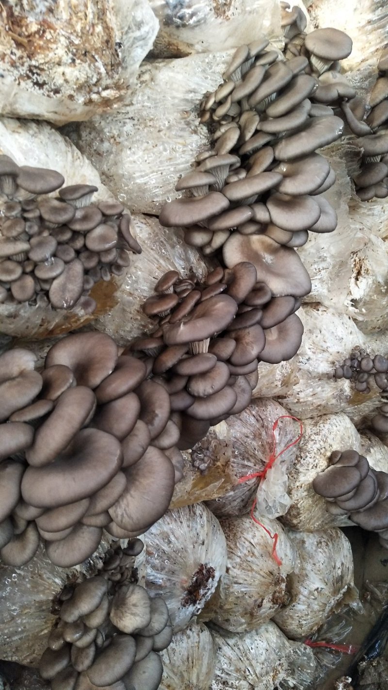 价格美丽，货源充足