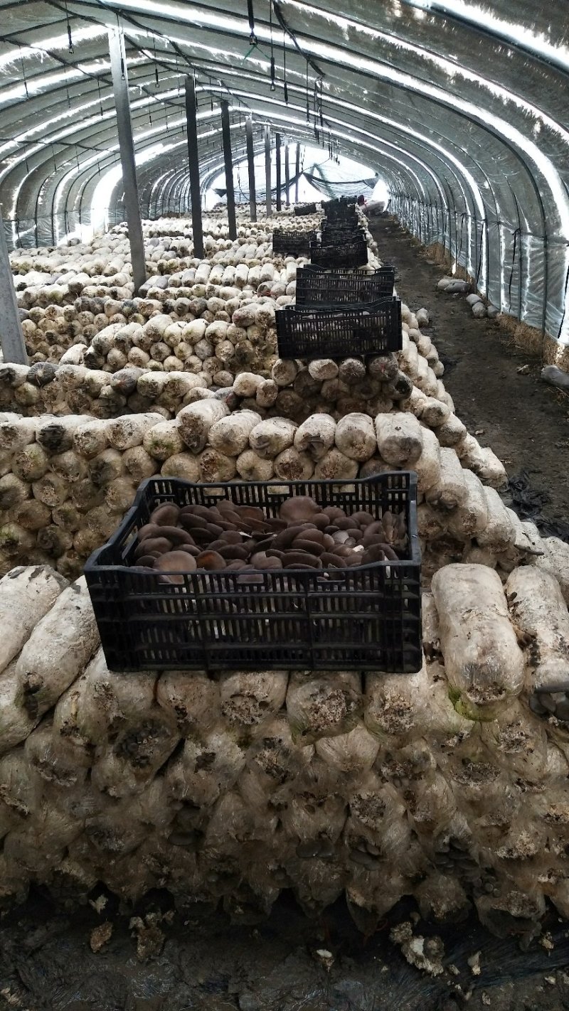 价格美丽，货源充足