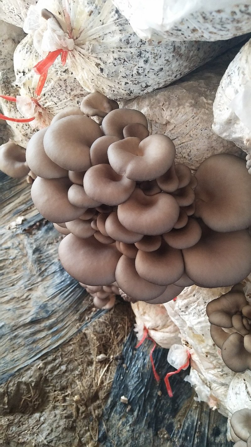 价格美丽，货源充足