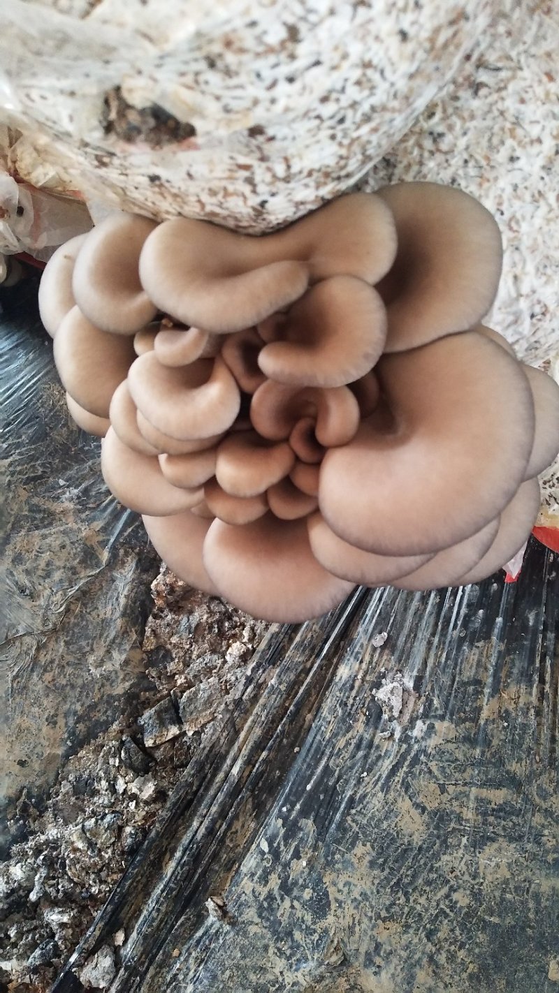 价格美丽，货源充足