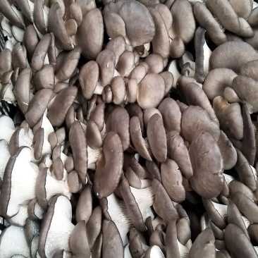 价格美丽，货源充足