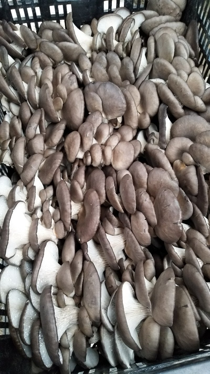 价格美丽，货源充足