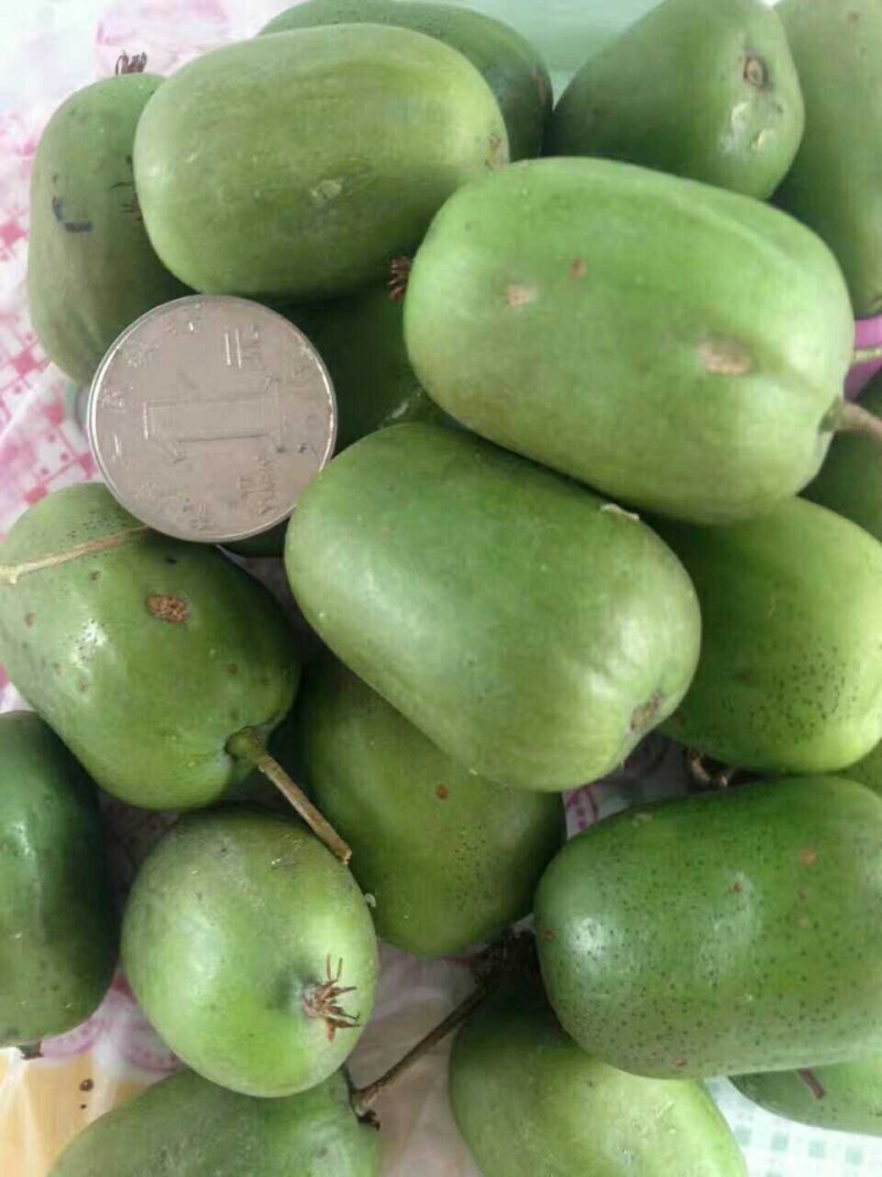 东北软枣猕猴苗，东北软枣子苗，抗寒软枣子苗