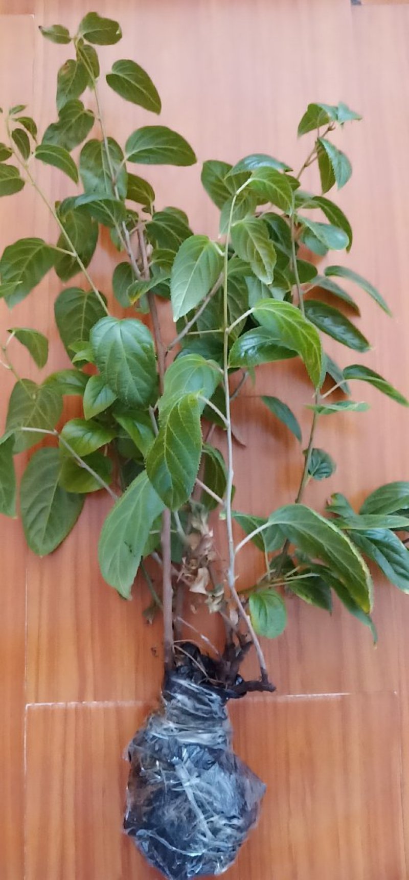 东北软枣猕猴苗，东北软枣子苗，抗寒软枣子苗