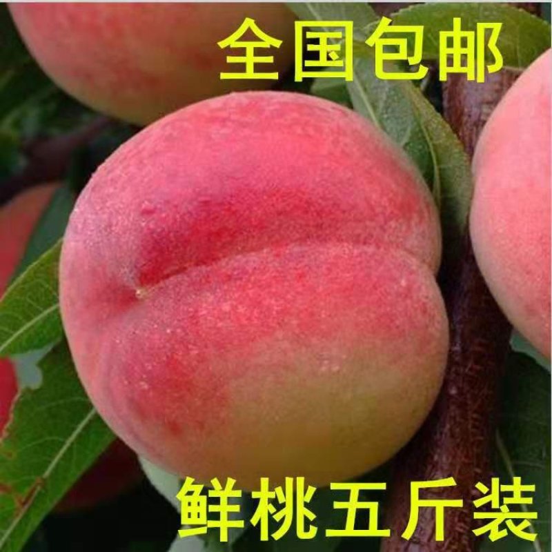 汁甜如蜜果肉细腻色泽艳丽个大味香，营养丰富。5斤装包邮！