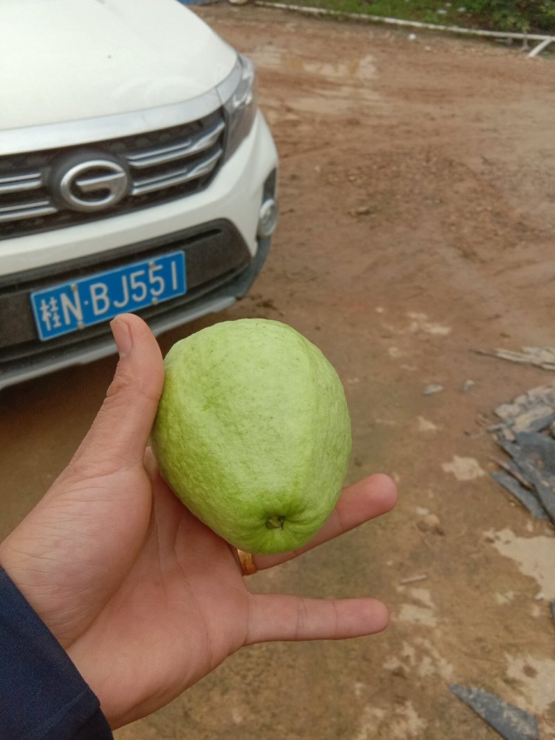 番石榴白心，