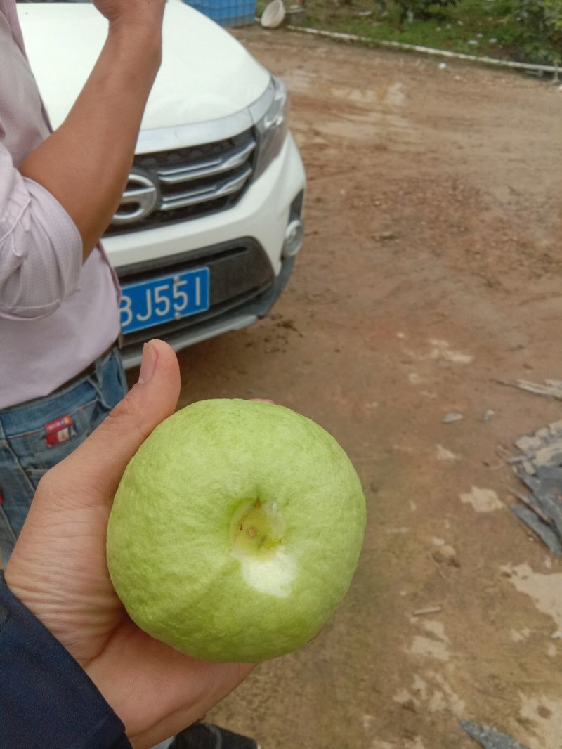 番石榴白心，