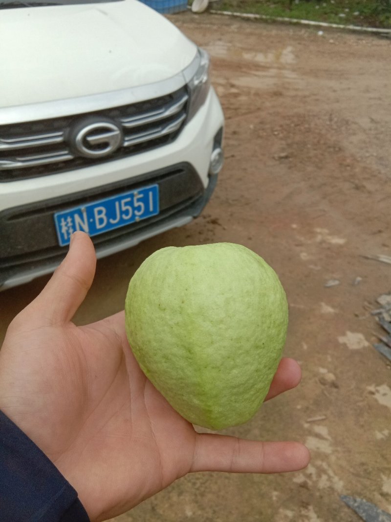 番石榴白心，