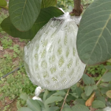 番石榴白心，