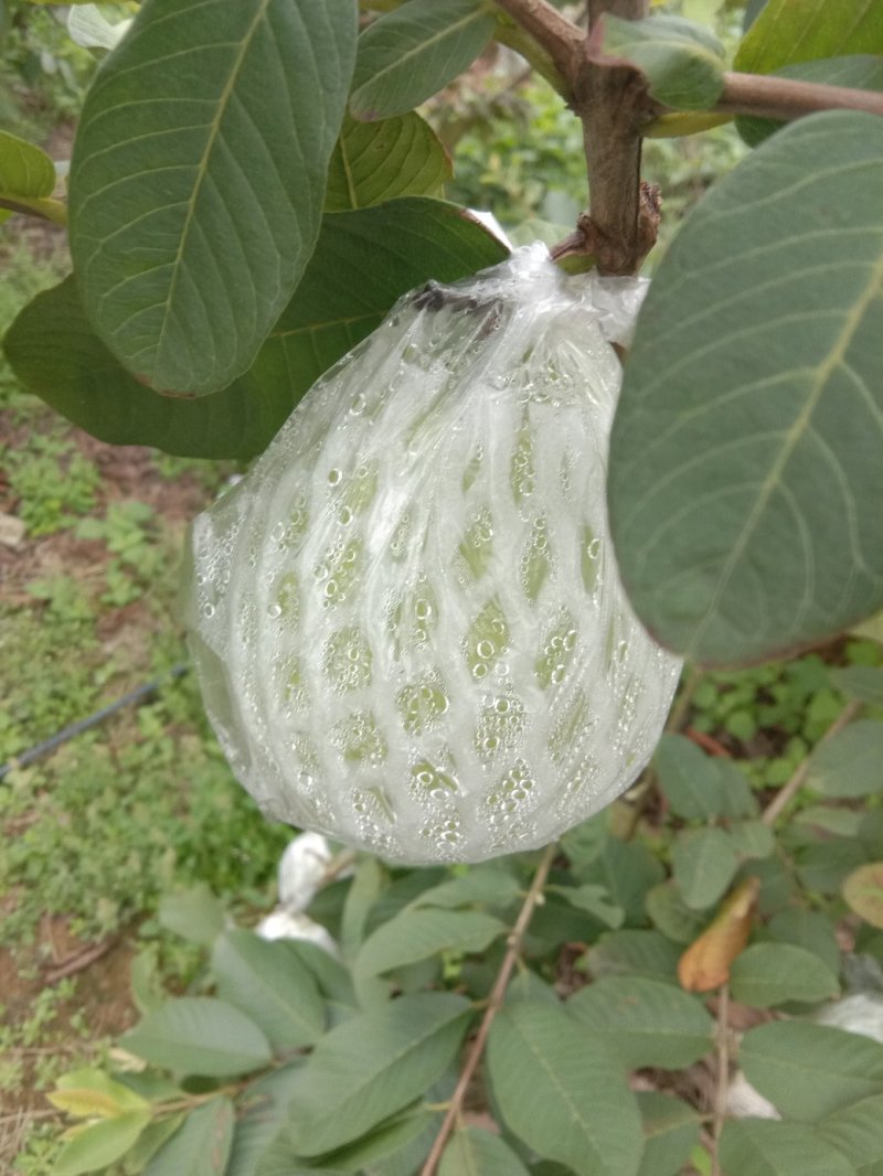 番石榴白心，