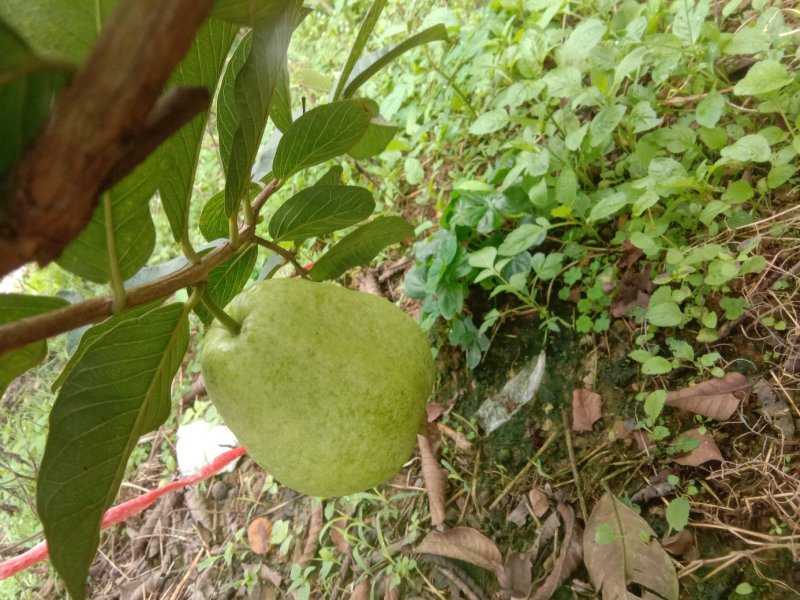 番石榴白心，