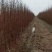 水杉苗圃大量供应水杉苗高度1.8米粗度2公分左右