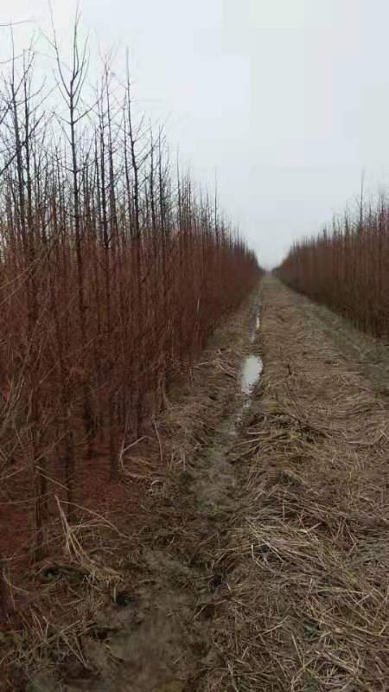 水杉苗圃大量供应水杉苗高度1.8米粗度2公分左右
