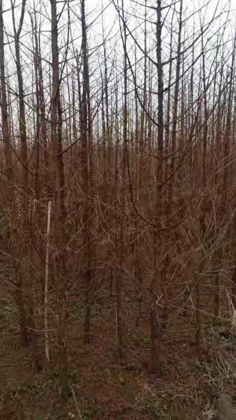 水杉苗圃大量供应水杉苗高度1.8米粗度2公分左右