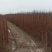 水杉苗圃大量供应水杉苗高度1.8米粗度2公分左右