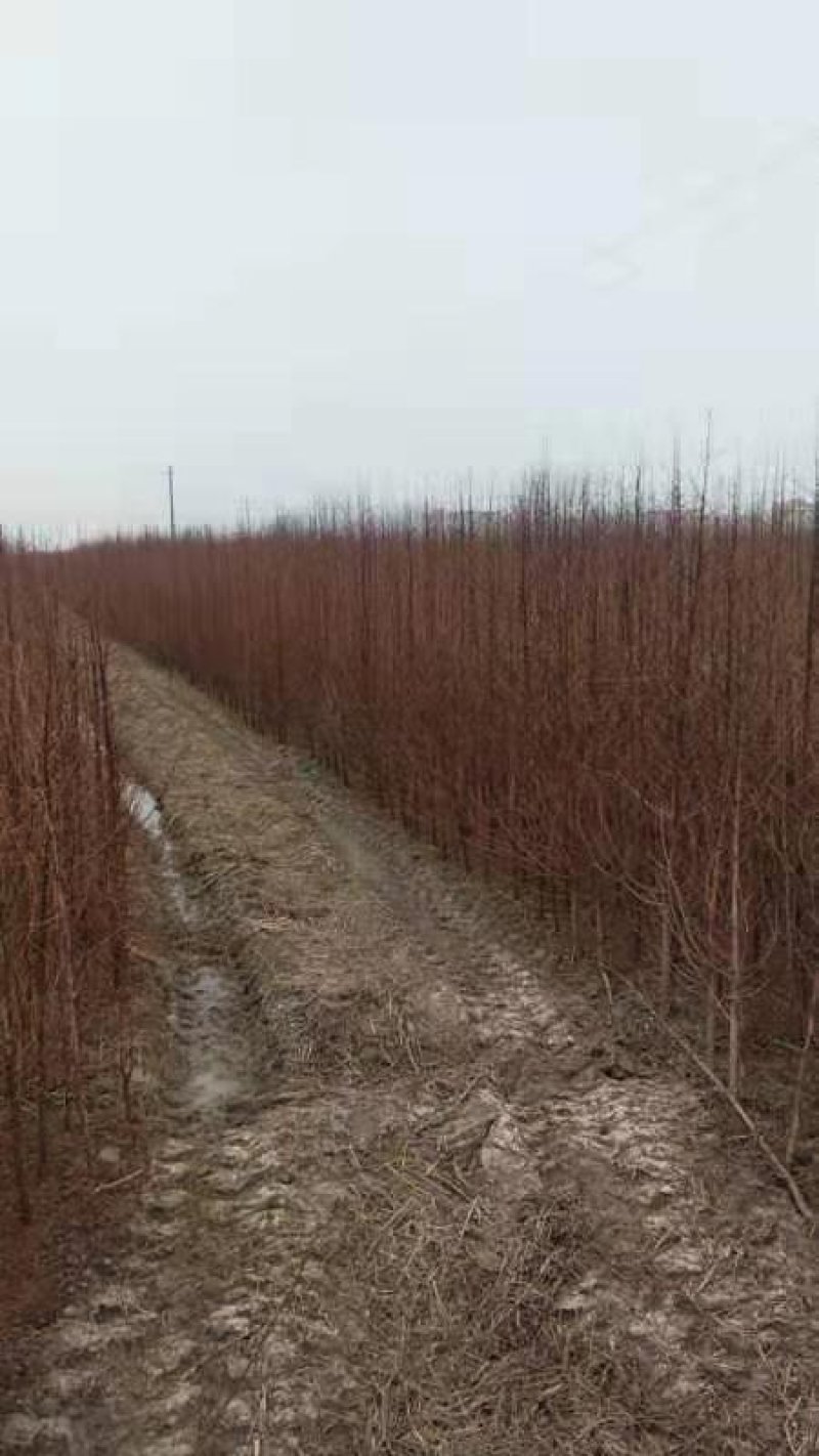 水杉苗圃大量供应水杉苗高度1.8米粗度2公分左右