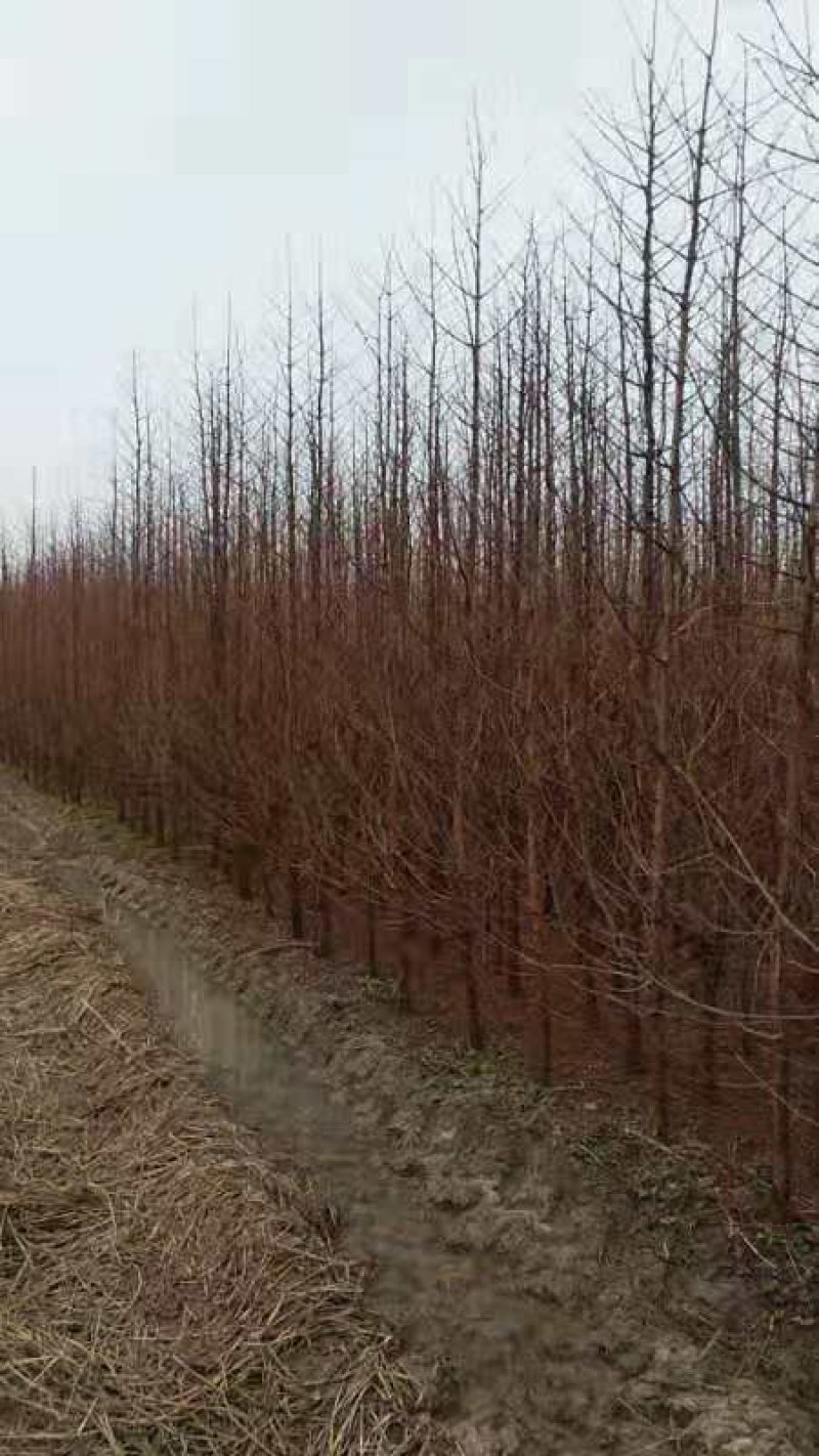 水杉苗圃大量供应水杉苗高度1.8米粗度2公分左右