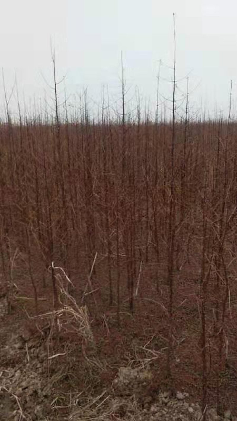 水杉苗圃大量供应水杉苗高度1.8米粗度2公分左右