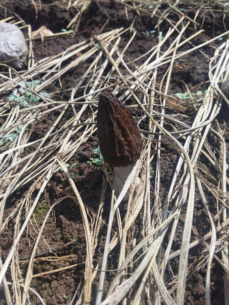 羊肚菌新鲜的一级品