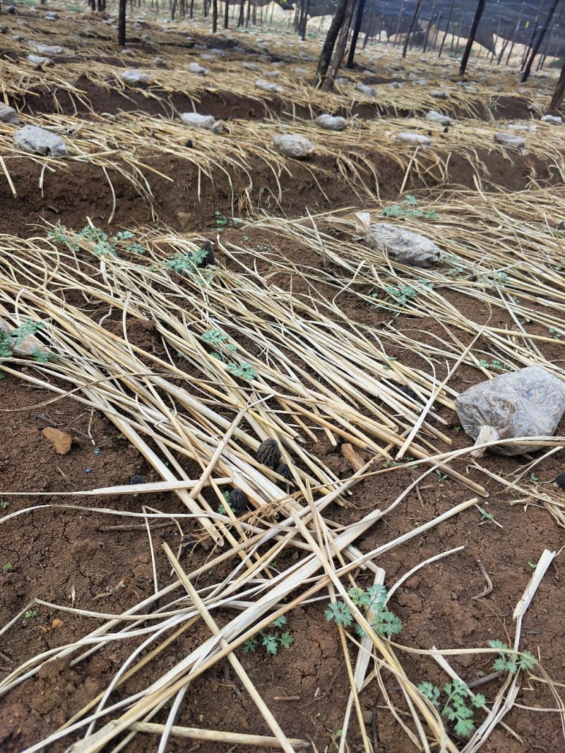 羊肚菌新鲜的一级品
