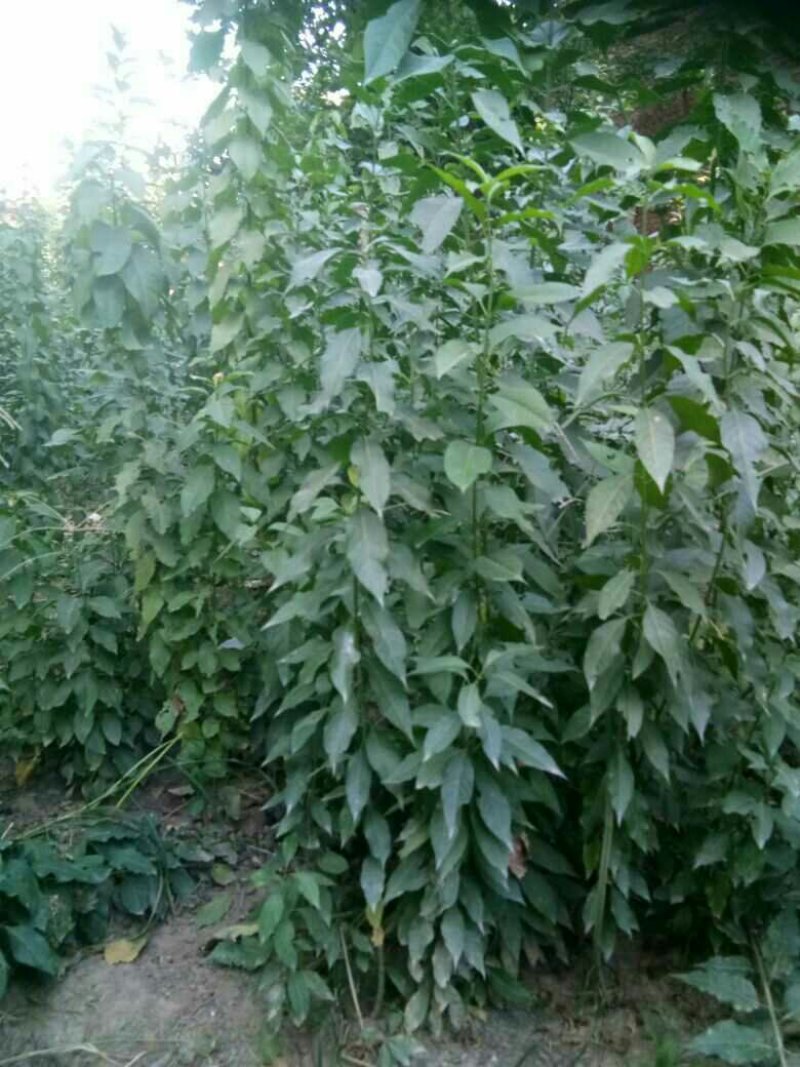 大叶丝绵木
