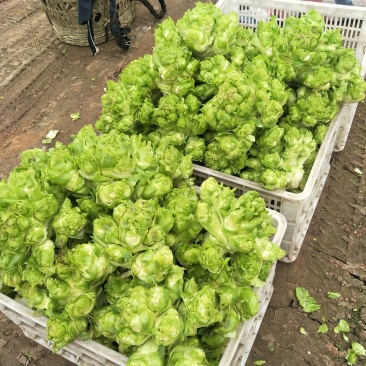 基地儿菜供应，3斤以上