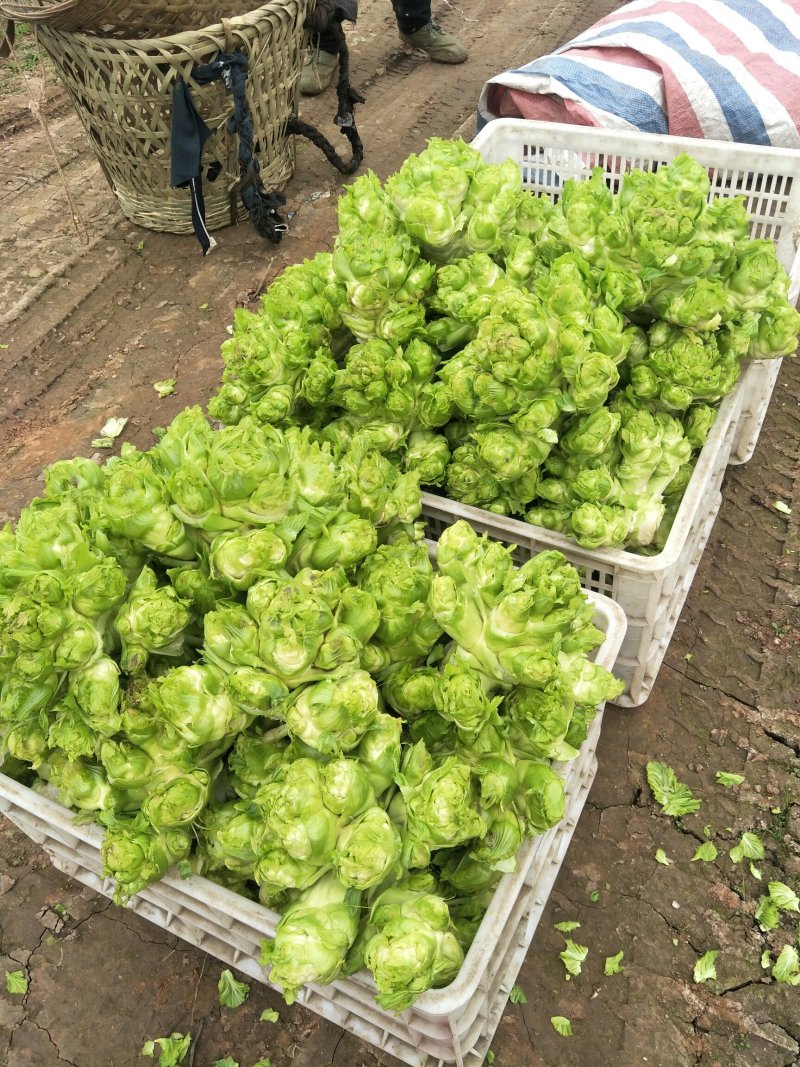 基地儿菜供应，3斤以上