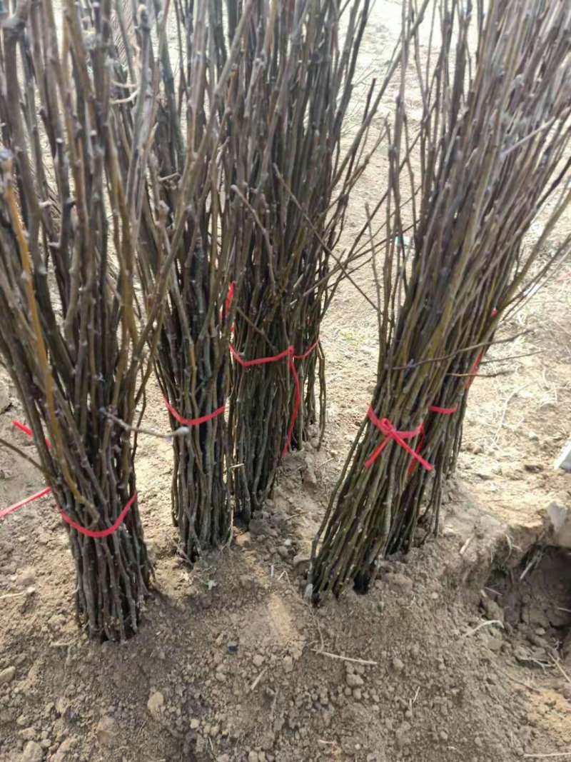 梨树苗大量供应各种梨树苗自家苗圃品种保证量大从优
