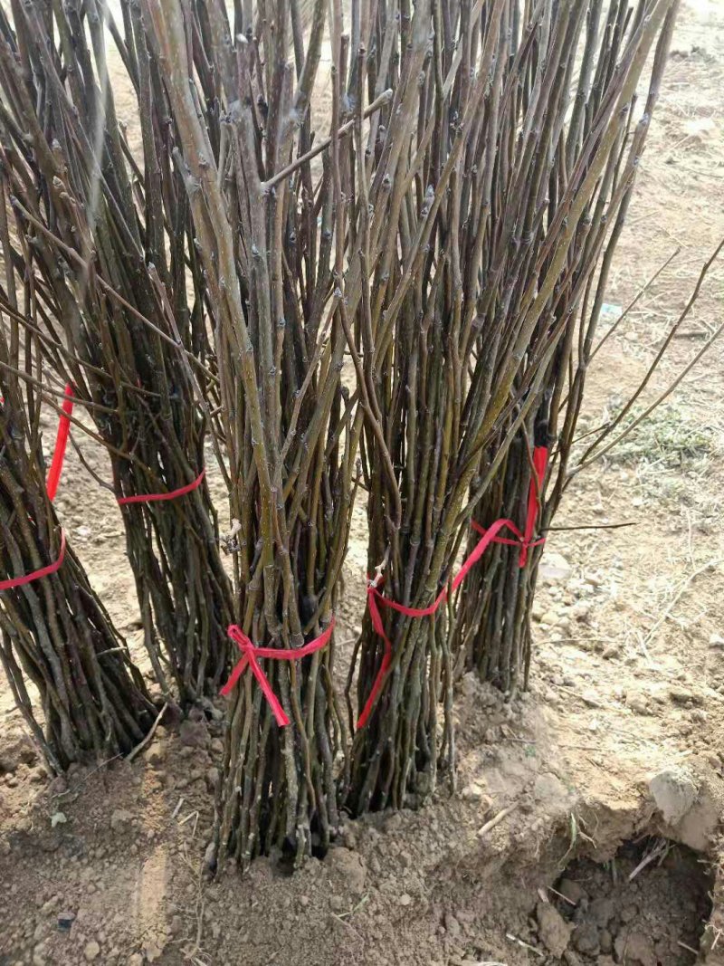 梨树苗大量供应各种梨树苗自家苗圃品种保证量大从优