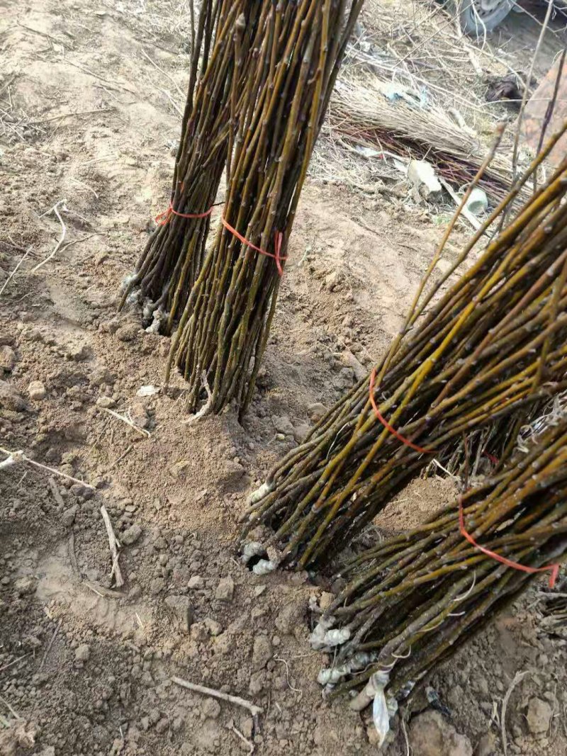 梨树苗大量供应各种梨树苗自家苗圃品种保证量大从优
