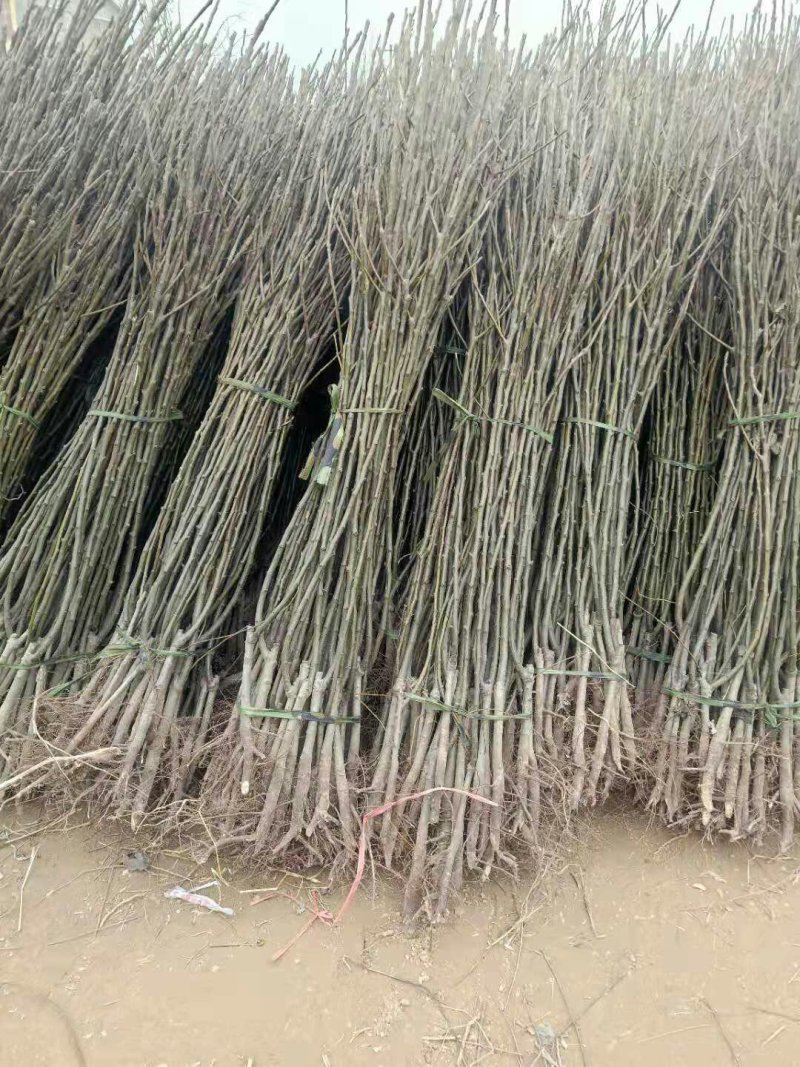 梨树苗大量供应各种梨树苗自家苗圃品种保证量大从优