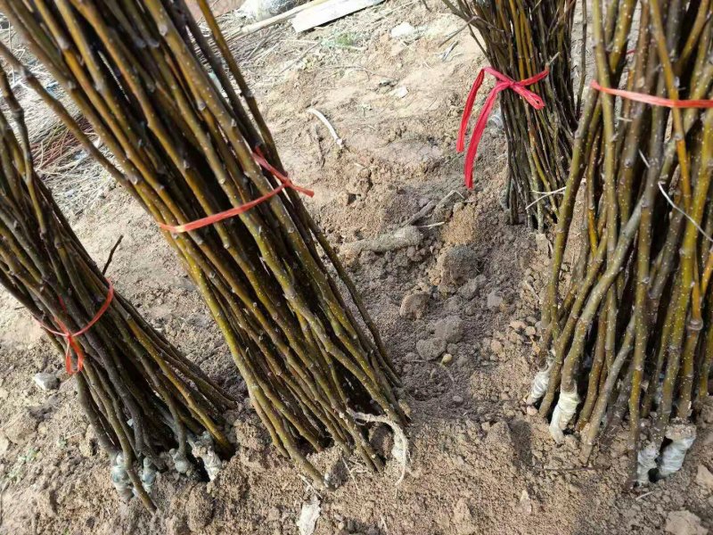 梨树苗大量供应各种梨树苗自家苗圃品种保证量大从优
