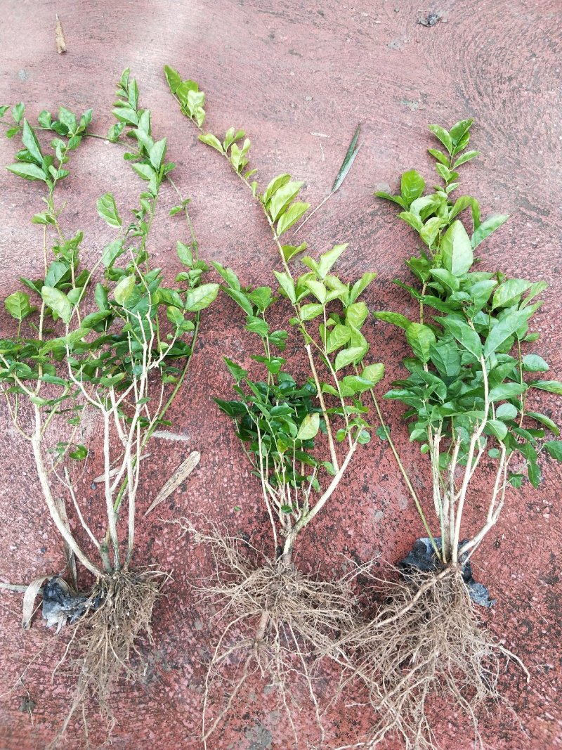 广西茉莉花苗1～4年，大量出售