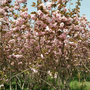 日本樱花苗嫁接80cm以上多年生大苗
