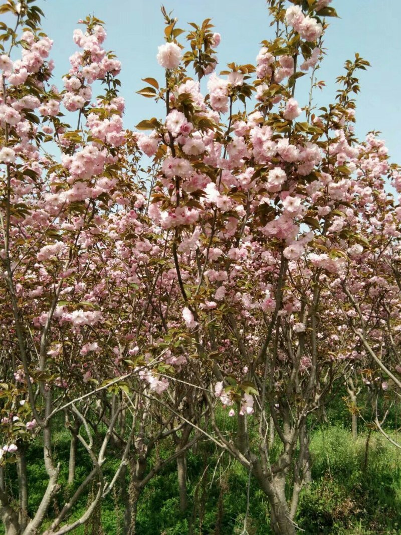 日本樱花苗嫁接80cm以上多年生大苗