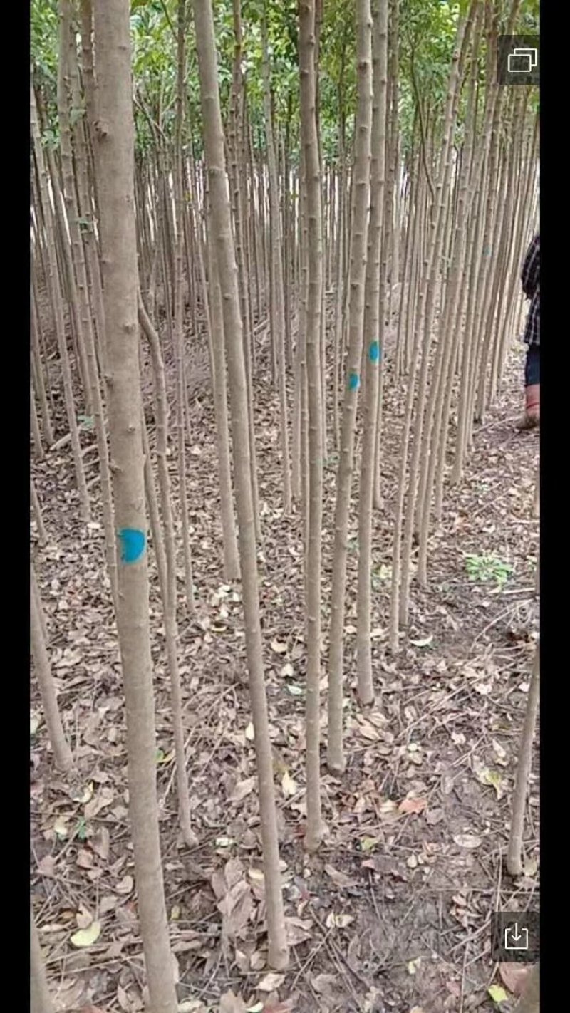 供应大叶女贞