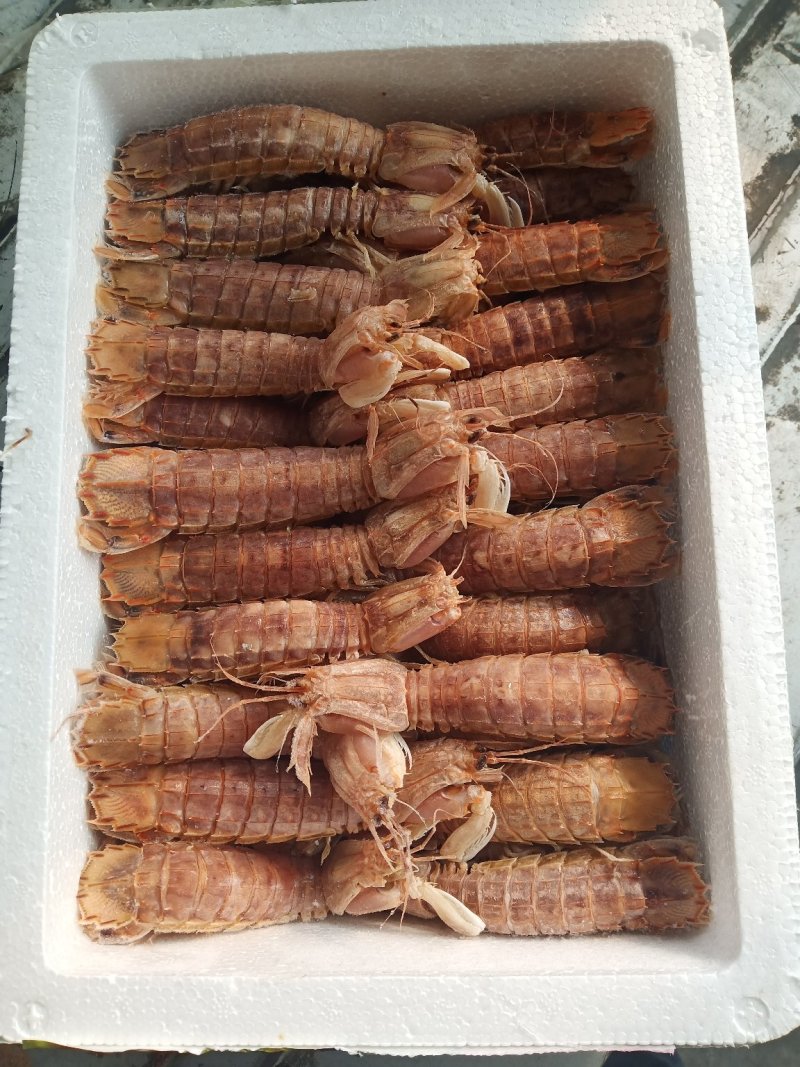 皮皮虾熟冻，虾爬子，虾虎。生冻皮皮虾。