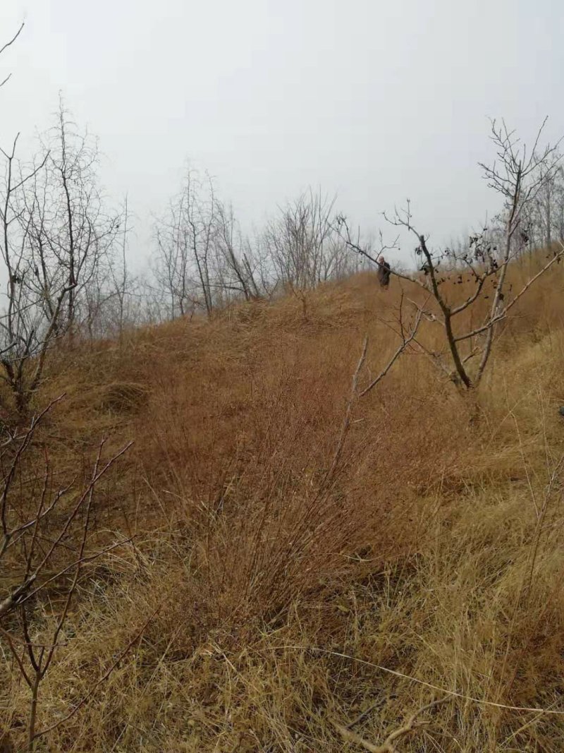 300亩土地开发承包、开发、合作种植养殖