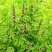 益母草种子适应性强新种子发芽率高可货到付款
