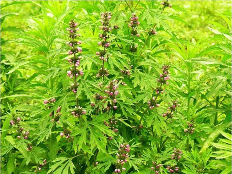 益母草种子适应性强新种子发芽率高可货到付款